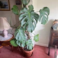 Indoor Cheese plant