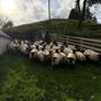 Suffolk and Texel cross Hoggets Image 3