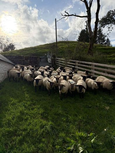 Suffolk and Texel cross Hoggets