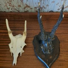 Two sets of Antlers