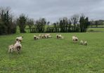Ewes and lamb