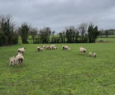 Ewes and lamb