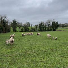 Ewes and lamb