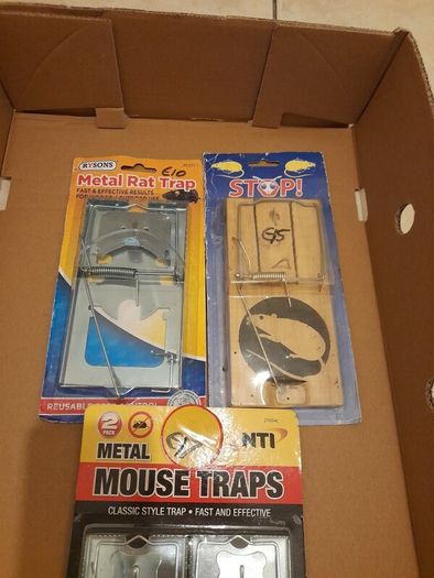 rat