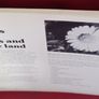 Black's picture information books/ Wild Flowers of verges & waste land/ 1977 Image 3