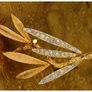 Vintage Signed Coro Rhinestone Leaf Spray Brooch 1950s Gold Tone Image 3