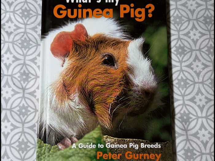 What's my Guinea Pig? A Guide to Guinea Pig Breeds