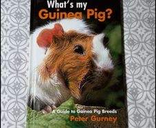 What's my Guinea Pig? A Guide to Guinea Pig Breeds