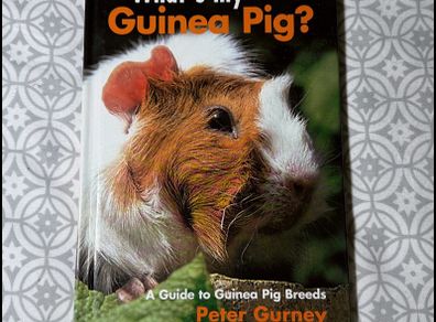 What's my Guinea Pig? A Guide to Guinea Pig Breeds