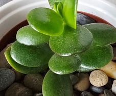 money tree pot included