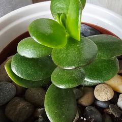 money tree pot included
