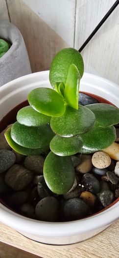 money tree pot included