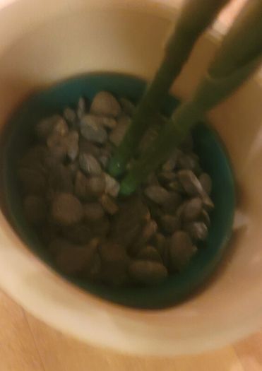 Artificial Monstera Plant in Strong Ceramic Plant Pot with Decorative Stones