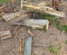 wood logs