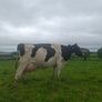 Holstein bull Image 4