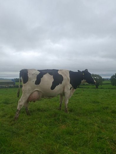 Holstein bull