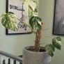 Monstera deliciosa(with a pot) Image 7
