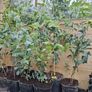 Eucalyptus Gunnii Image 4