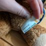 Singapore airlines bear Image 7