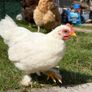 Pet quality roosters and hen Image 4