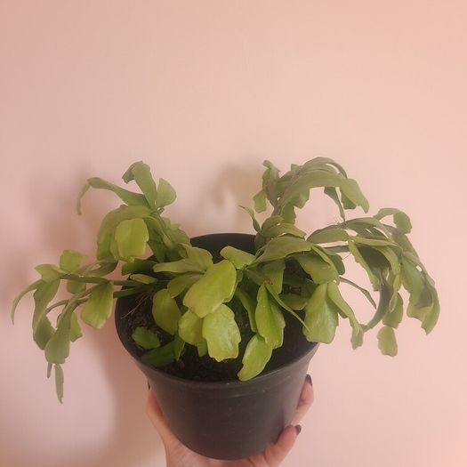 Christmas Cactus House plant