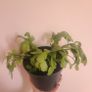 Christmas Cactus House plant Image 2