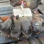 Hens, point of lay pullets Image 6