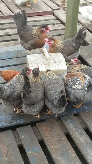 Pullets/hens/roosters/point of lay/