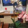 Assorted Artificial Plants in Stone Plant Pots x4 Image 3