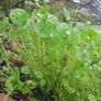 Winter Purslane Irish Seeds Image 3