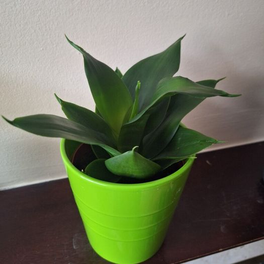 Sansevieria Hahnii Snake Plant in Bright Green Pot