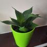 Sansevieria Hahnii Snake Plant in Bright Green Pot Image 7