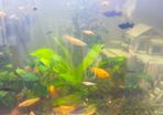 fish adoption