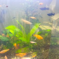 fish adoption