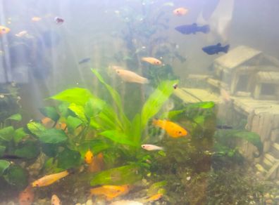 fish adoption
