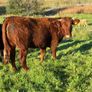 Heifers Image 4