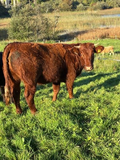 Heifers