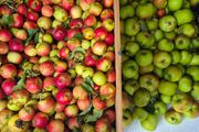 Free apples to take away, fully organic, our trees produced more than we would use
