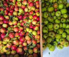 Free apples to take away, fully organic, our trees produced more than we would use