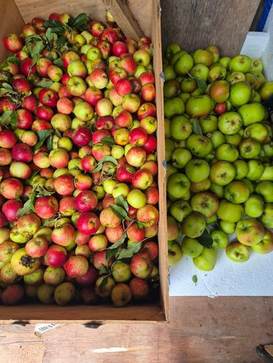 Free apples to take away, fully organic, our trees produced more than we would use