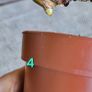 House plant bundle + variegated Monstera Image 6