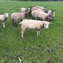 Three year old breeding Ewes Image 2