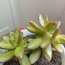 plant Image 3