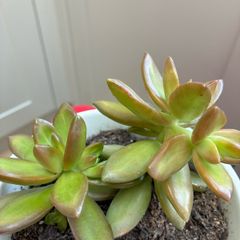 plant