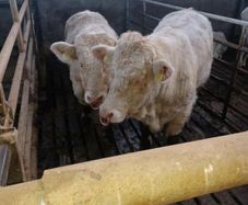 3 pedigree registered charolais bulls