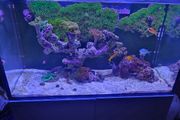 red sea reefer g2 250