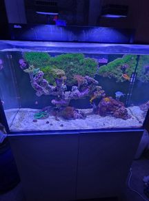 red sea reefer g2 250