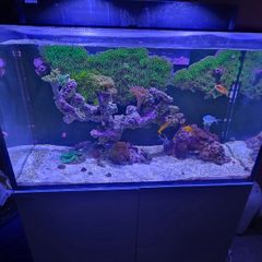 red sea reefer g2 250