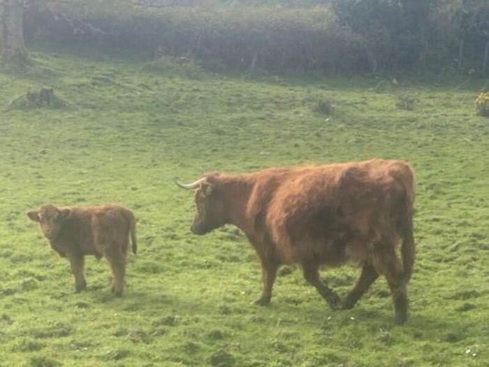 Miniature Highland Cows with calves at foot