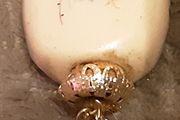 ceramic pomander/ perfume necklace, on offer